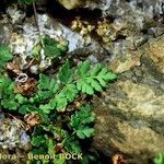 Hemionitis pteridioides Habit