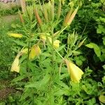 Oenothera glaziovianaÇiçek