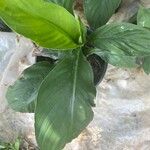 Spathiphyllum wendlandii Hoja