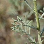 Artemisia alba Foglia