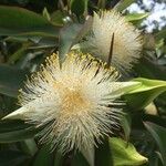 Foetidia mauritiana Flor