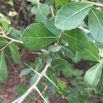 Commiphora glandulosa Feuille