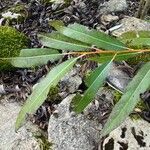 Salix daphnoides Folha