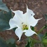 Datura stramoniumLeaf