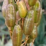 Aloe kedongensis Owoc