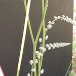 Sesamoides purpurascens 花