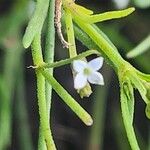 Oldenlandia lancifolia Квітка