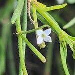 Oldenlandia lancifolia Kvet