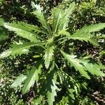 Senecio pterophorus Leaf