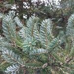 Abies koreana Liść