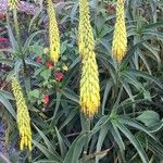 Aloe striatula Flower