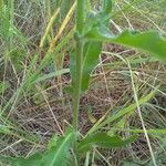 Sonchus maritimus പുറംതൊലി