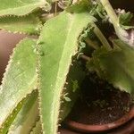 Kalanchoe daigremontiana Φύλλο