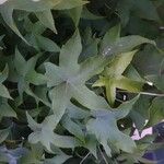 Liquidambar styraciflua Likasa