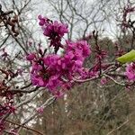 Cercis chinensis Blüte