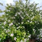 Hibiscus syriacusFlor