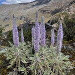 Lupinus weberbaueri Hábito