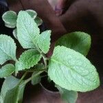 Plectranthus amboinicusLeaf