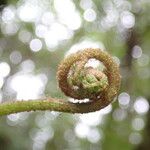 Asplenium hypomelas Blad