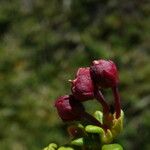 Kalmia procumbens 果