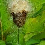 Typha minima Fruto