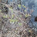Myrica gale Leaf