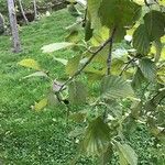 Alnus incana पत्ता