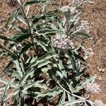 Asclepias eriocarpa Levél