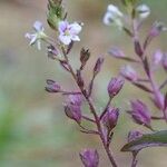 Veronica catenata Altro