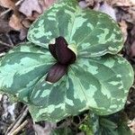 Trillium underwoodii Flower
