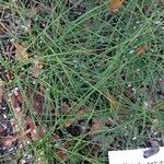 Crocus sativus Likasa