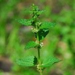 Urtica chamaedryoides Hábitos