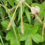 Pelargonium quinquelobatum Fruit