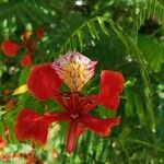 Delonix regia Цветок