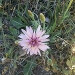 Scorzonera papposa Virág