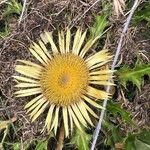 Carlina acanthifolia Bloem