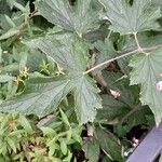Anemone x hybrida Leaf