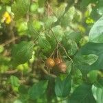 Rosa palustris Fruit