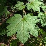 Oplopanax horridus Hoja