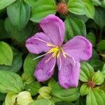 Dissotis rotundifolia Цвят