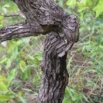 Vitex madiensis Casca