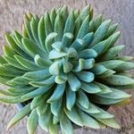 Dudleya edulis Yaprak