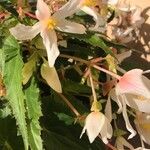 Begonia boliviensis 花