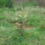 Psidium guineense موطن