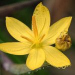 Sisyrinchium elmeri Flower