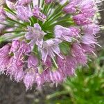 Allium angulosum Floare