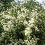 Pyracantha coccinea Облик