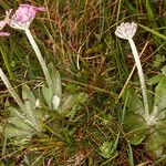 Primula laurentiana عادت