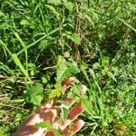 Rubus parvifolius Folio