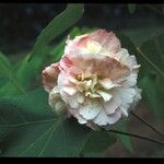 Hibiscus mutabilis പുഷ്പം